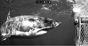 great-white-shark-cage-aussie-bw1-300x157.jpg